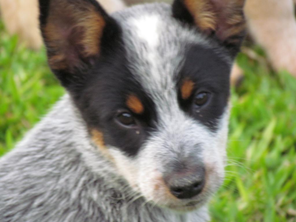 Fazenda Santa Rita Turismo Rural ボン・ジャルジン・ダ・セーハ エクステリア 写真
